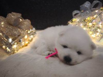 Les chiots de Spitz japonais