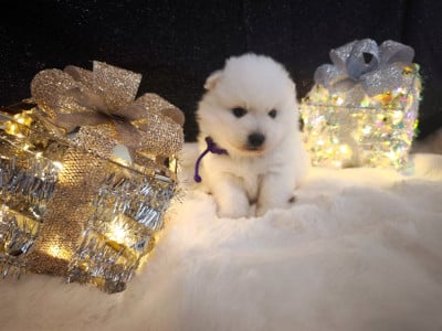 Les chiots de Spitz japonais