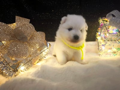 Les chiots de Spitz japonais