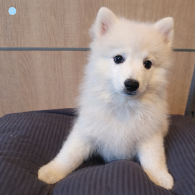 Les chiots de Spitz japonais