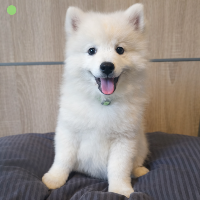 Les chiots de Spitz japonais