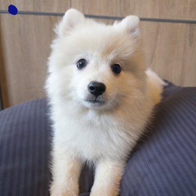 Les chiots de Spitz japonais