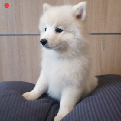 Les chiots de Spitz japonais