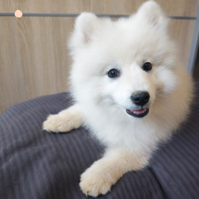Les chiots de Spitz japonais