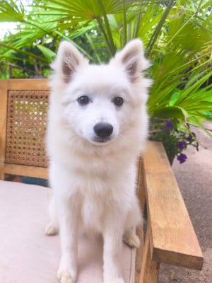 Les chiots de Spitz japonais