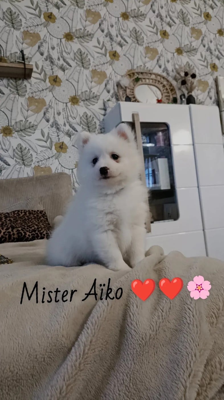 Aïko