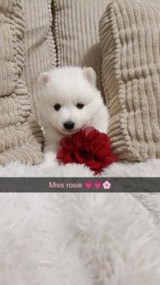 Les chiots de Spitz japonais