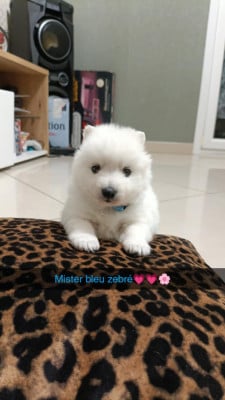 Les chiots de Spitz japonais