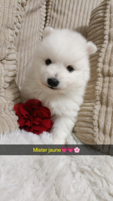 Les chiots de Spitz japonais