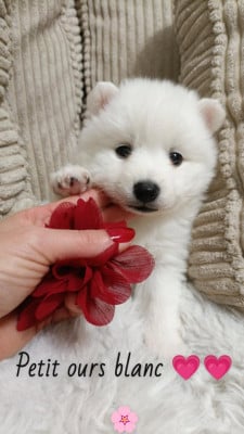 Les chiots de Spitz japonais