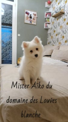 Les chiots de Spitz japonais