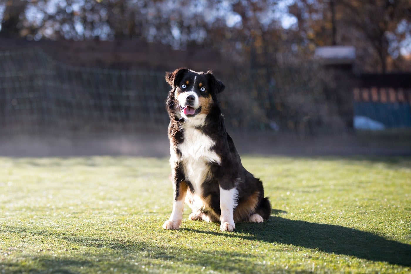 Vendetta Du Clan De La Cosa Nostra