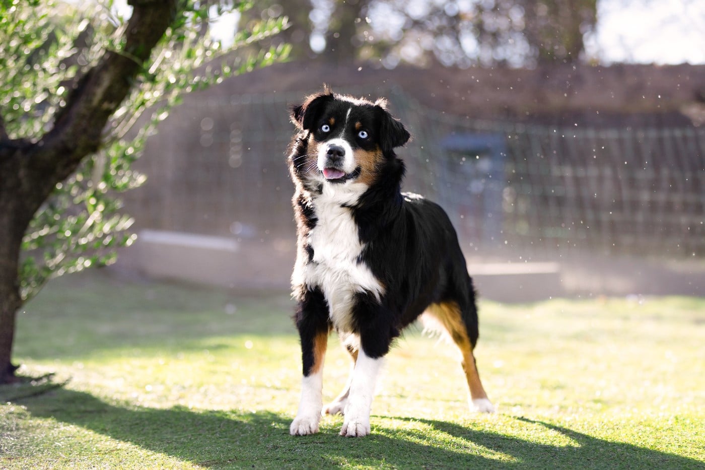 Vendetta Du Clan De La Cosa Nostra