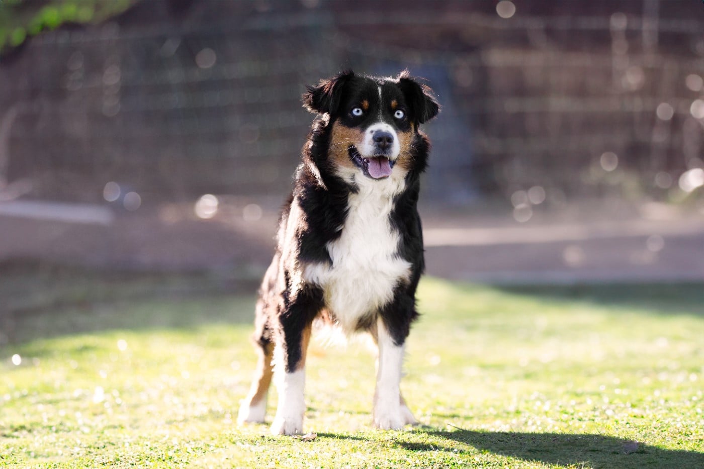 Vendetta Du Clan De La Cosa Nostra