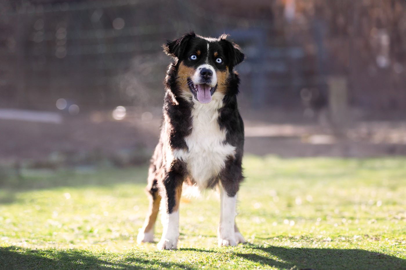 Vendetta Du Clan De La Cosa Nostra