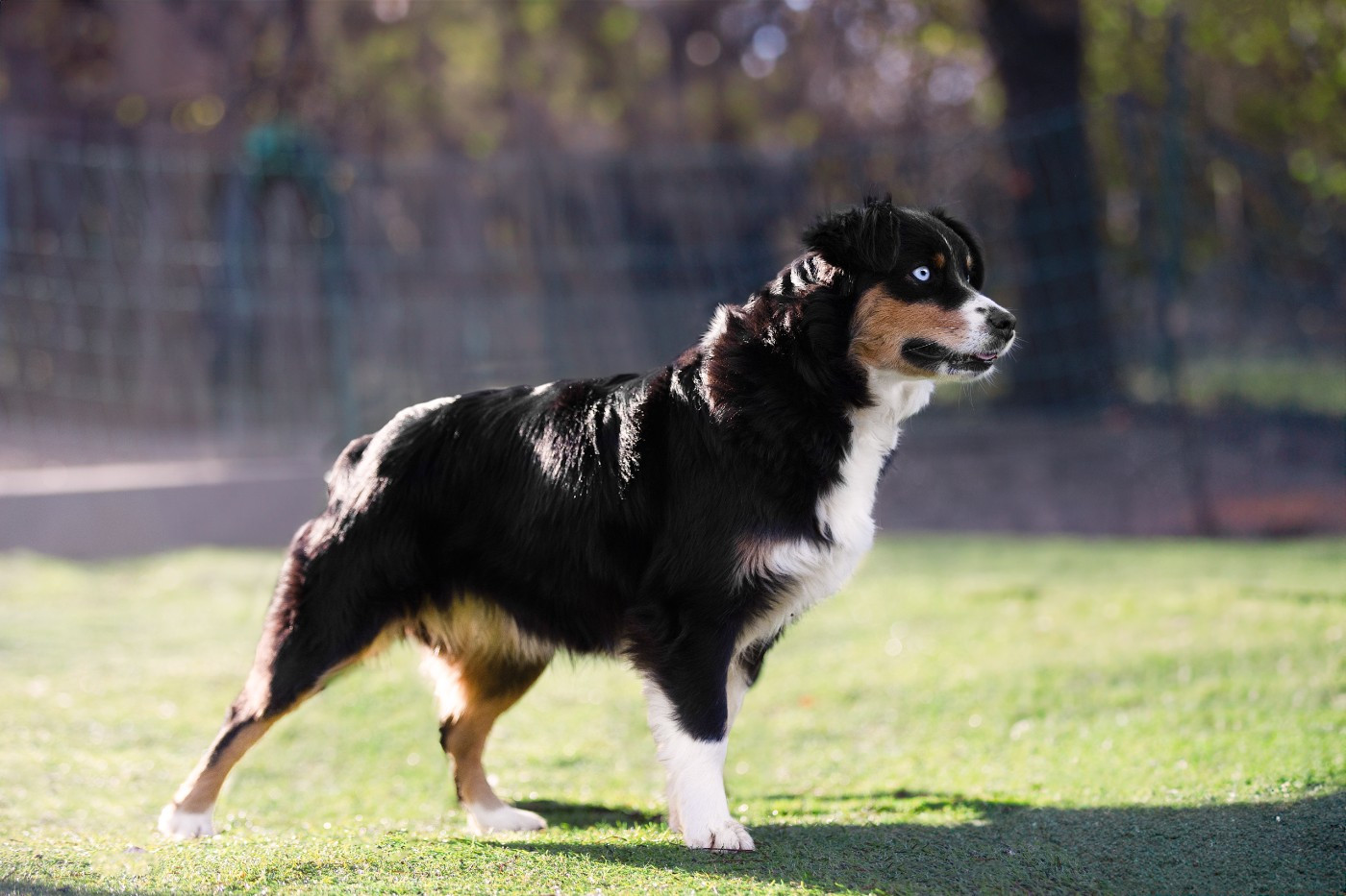 Vendetta Du Clan De La Cosa Nostra