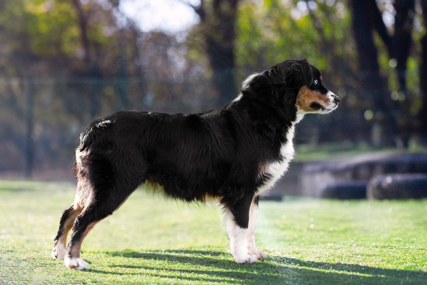 Vendetta Du Clan De La Cosa Nostra