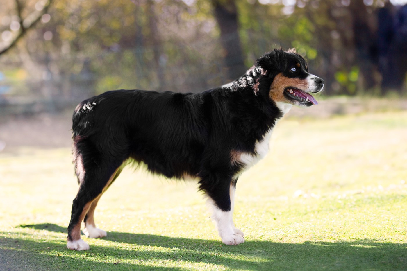 Vendetta Du Clan De La Cosa Nostra