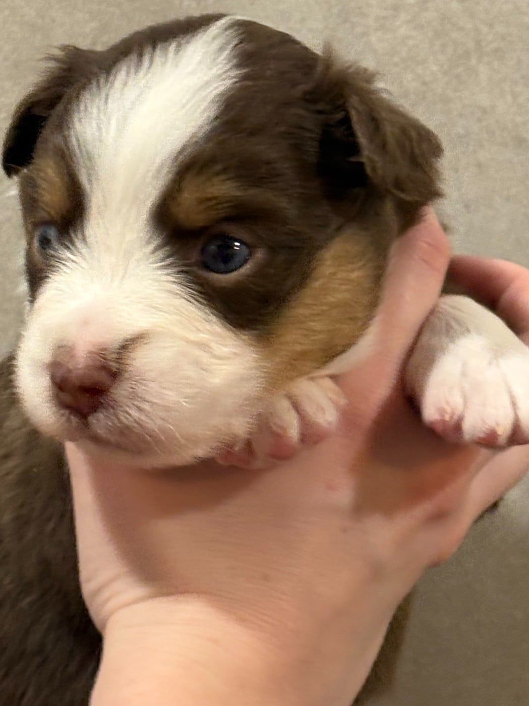 Berger Américain Miniature  - Du Clan De La Cosa Nostra