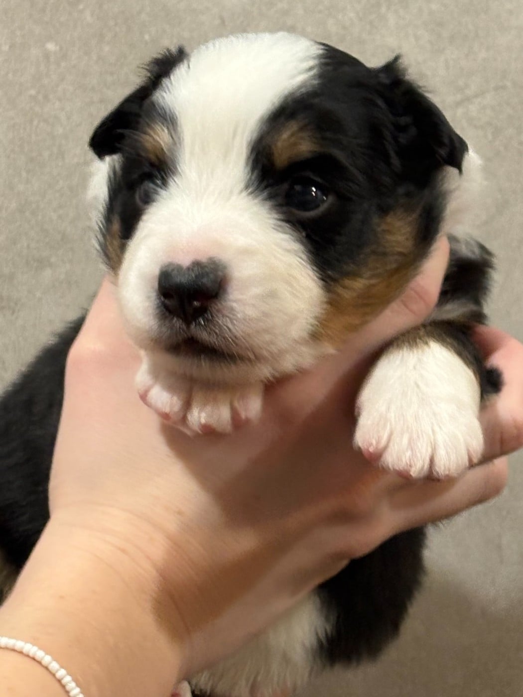 Berger Américain Miniature  - Du Clan De La Cosa Nostra