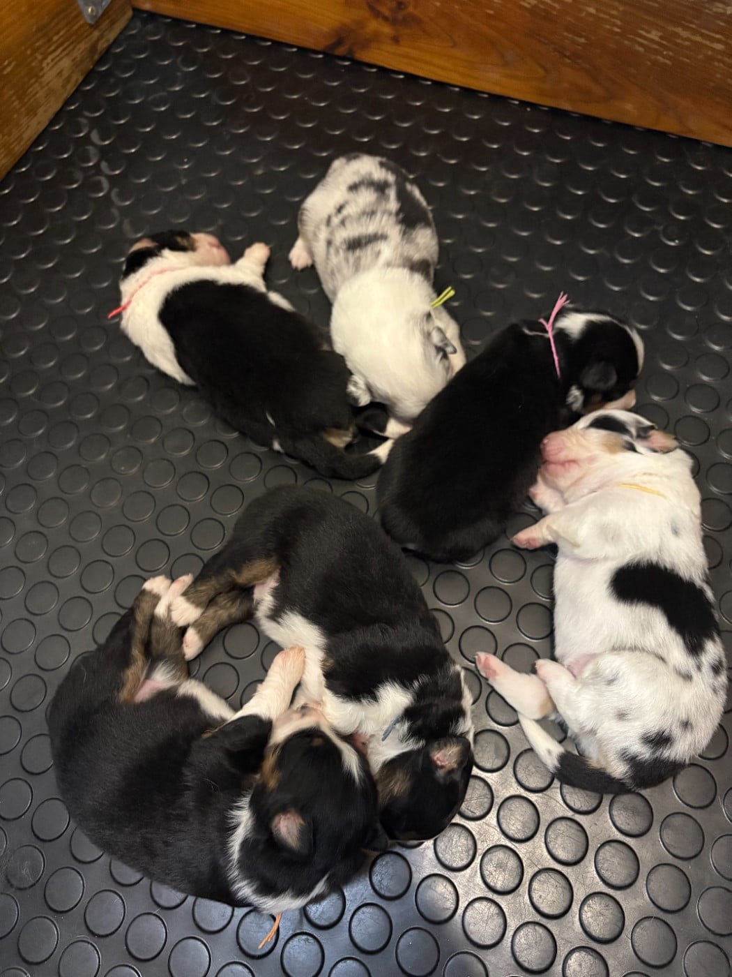 Berger Américain Miniature  - Du Clan De La Cosa Nostra