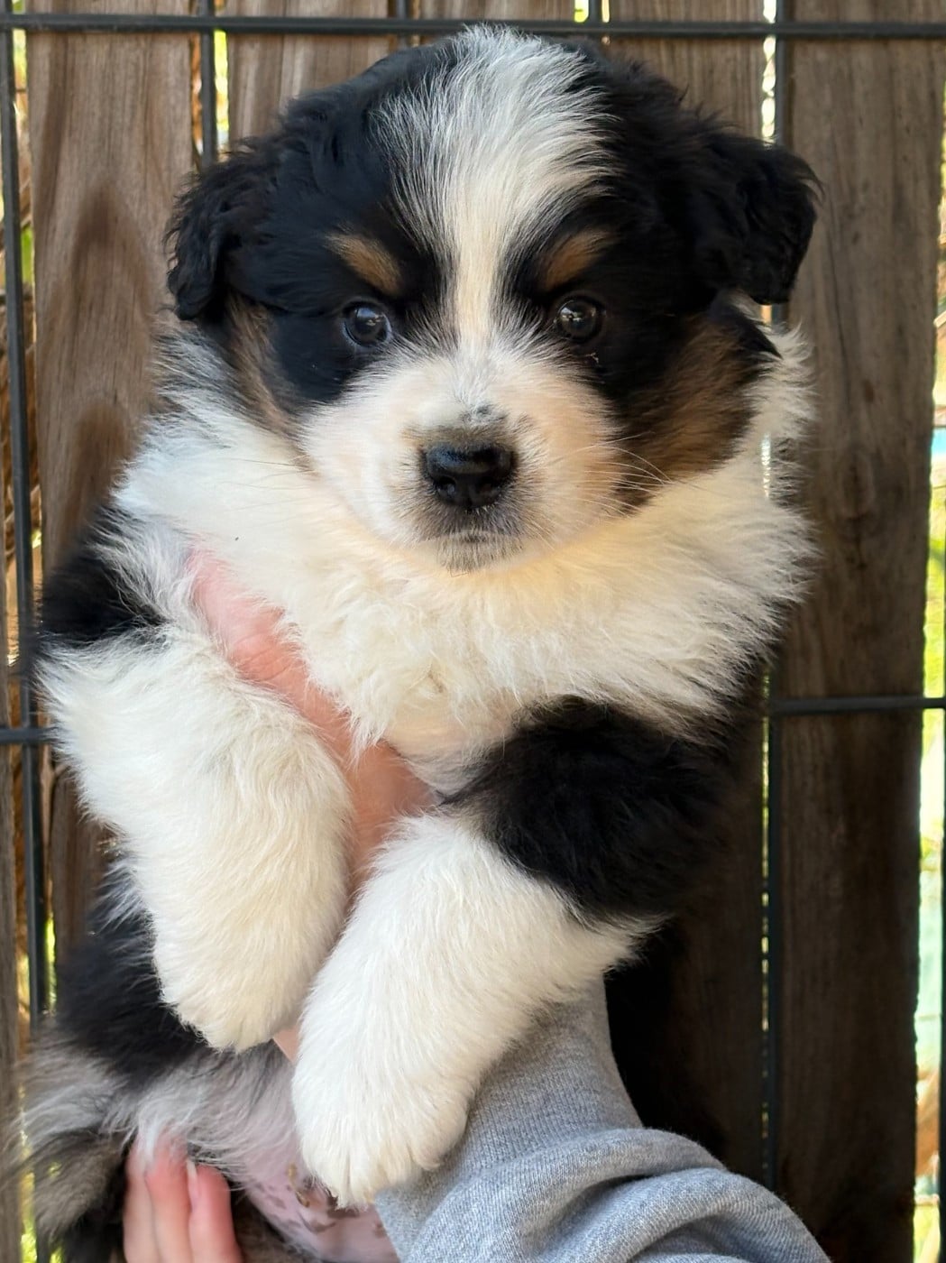 Collier Bleu - Berger Américain Miniature 