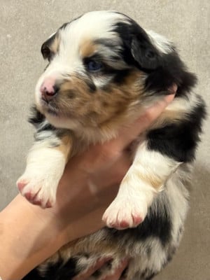 Les chiots de Berger Américain Miniature 