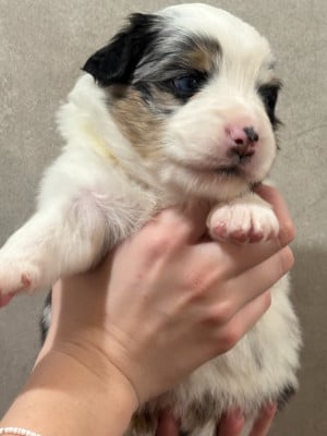 Les chiots de Berger Américain Miniature 