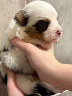 Les chiots de Berger Américain Miniature 