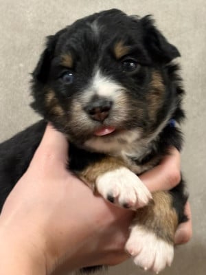 Les chiots de Berger Américain Miniature 