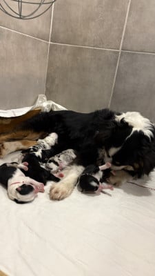 Les chiots de Berger Américain Miniature