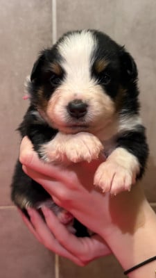 Les chiots de Berger Américain Miniature 