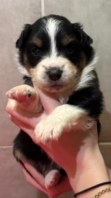 Les chiots de Berger Américain Miniature 