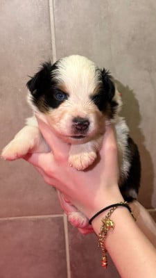 Les chiots de Berger Américain Miniature 