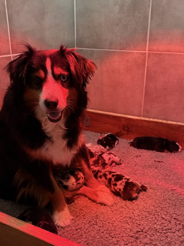 Berger Américain Miniature  - Du Clan De La Cosa Nostra