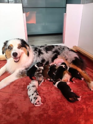 Les chiots de Berger Australien