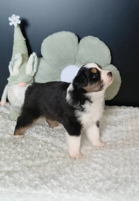 Les chiots de Berger Australien