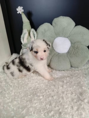 Les chiots de Berger Australien