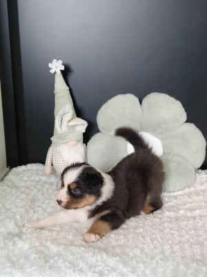 Les chiots de Berger Australien