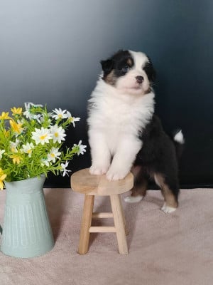 Les chiots de Berger Australien
