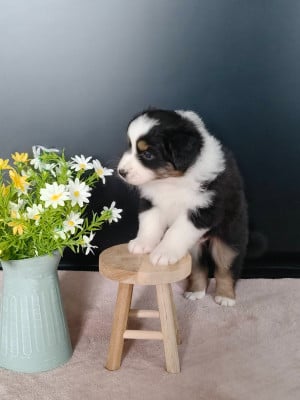Les chiots de Berger Australien
