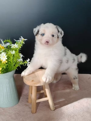 Les chiots de Berger Australien
