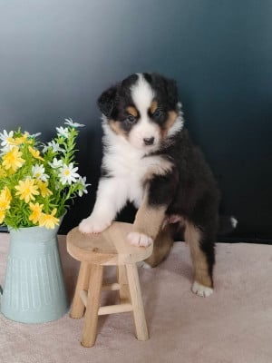 Les chiots de Berger Australien