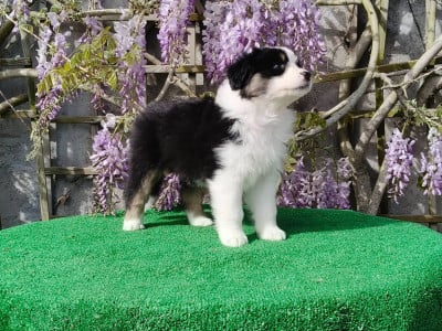 Les chiots de Berger Australien