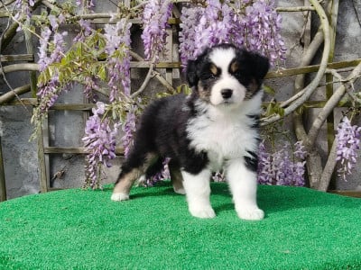 Les chiots de Berger Australien
