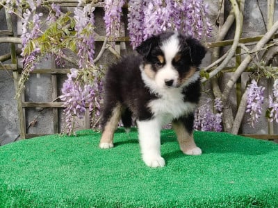 Les chiots de Berger Australien