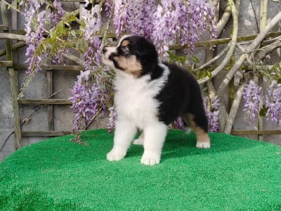 Les chiots de Berger Australien