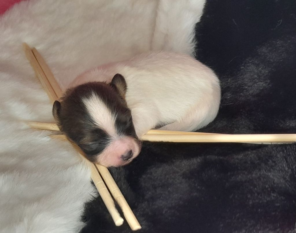 Umea Des Fleurs De Sakura