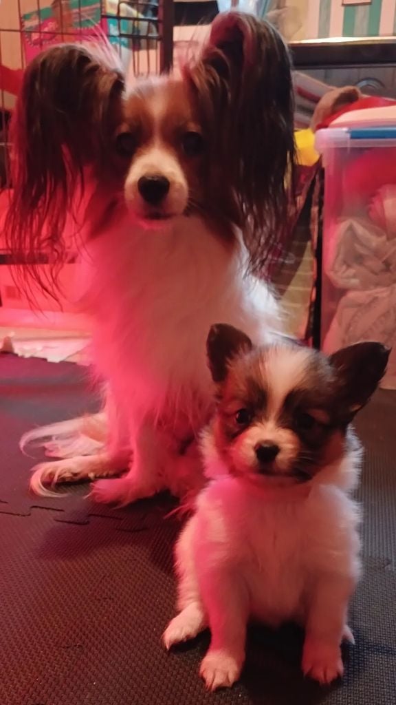 Umea Des Fleurs De Sakura