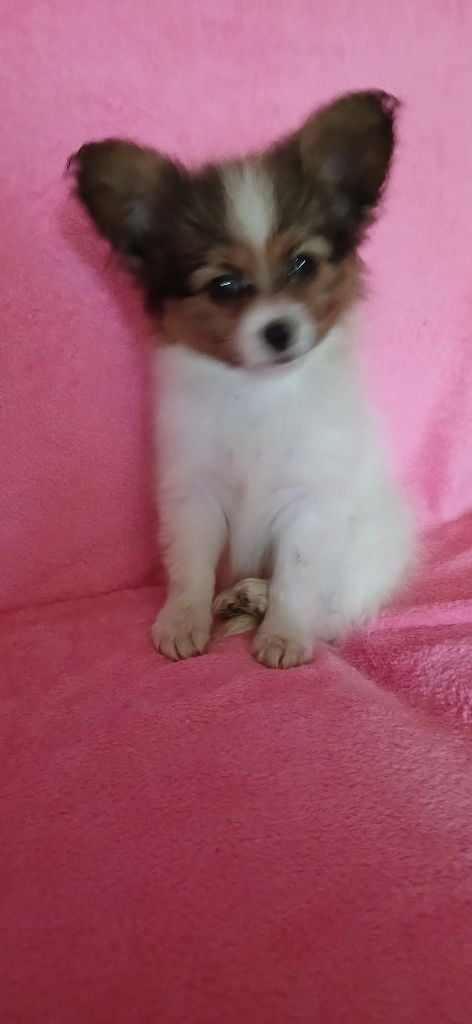 Umea Des Fleurs De Sakura